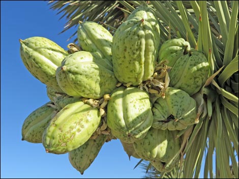 Western Joshua Tree (Yucca brevifolia)