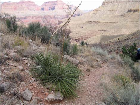 Soaptree Yucca (Yucca elata)