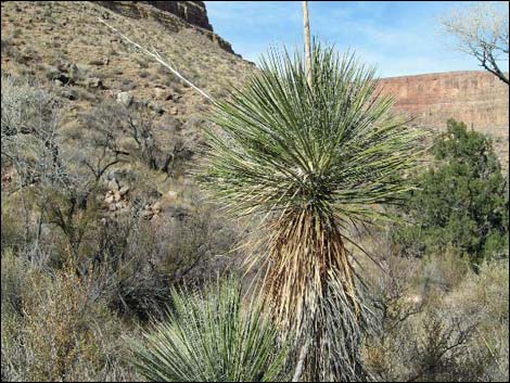 Soaptree Yucca (Yucca elata)