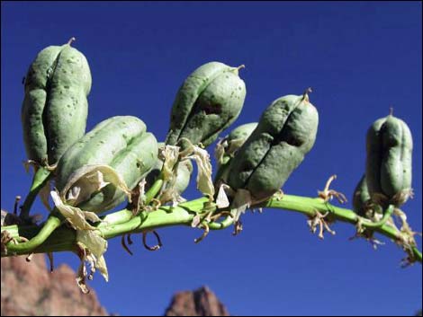 Soaptree Yucca (Yucca elata)