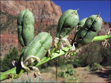 Soaptree Yucca (Yucca elata)