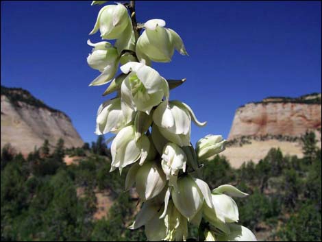 Soaptree Yucca (Yucca elata)