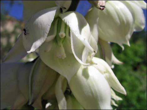 Soaptree Yucca (Yucca elata)