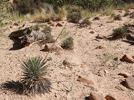 Spanish Bayonet (Yucca harrimaniae)