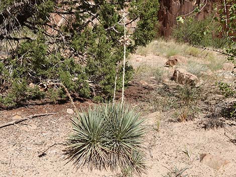 Spanish Bayonet (Yucca harrimaniae)