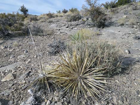 Spanish Bayonet (Yucca harrimaniae)