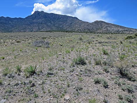 Spanish Bayonet (Yucca harrimaniae)