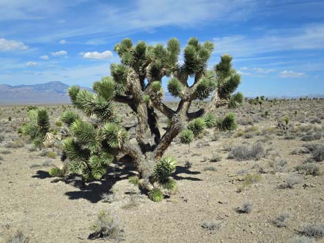 Joshua Tree (Yucca brevifolia)