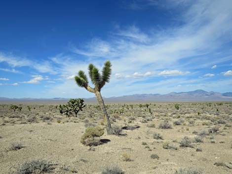 Joshua Tree (Yucca brevifolia)