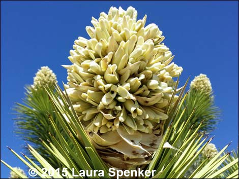 Joshua Tree (Yucca brevifolia)