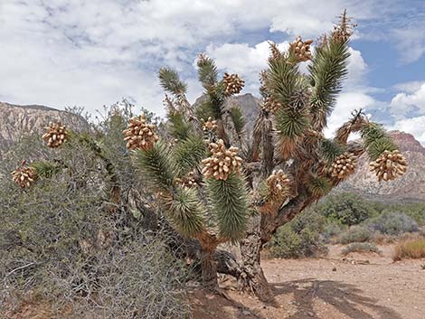 Eastern Joshua Tree (Yucca jaegeriana)