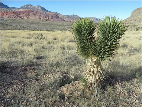 Eastern Joshua Tree (Yucca jaegeriana)