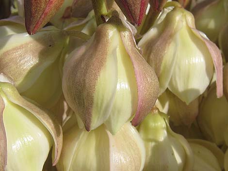 Mojave Yucca (Yucca schidigera)