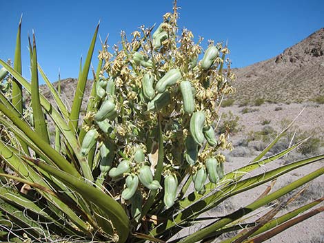 Mojave Yucca (Yucca schidigera)