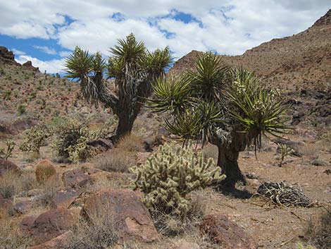 Mojave Yucca (Yucca schidigera)