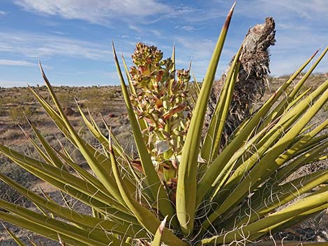 Mojave Yucca (Yucca schidigera)