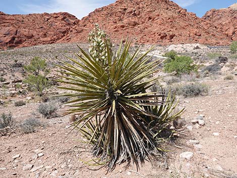 Mojave Yucca (Yucca schidigera)