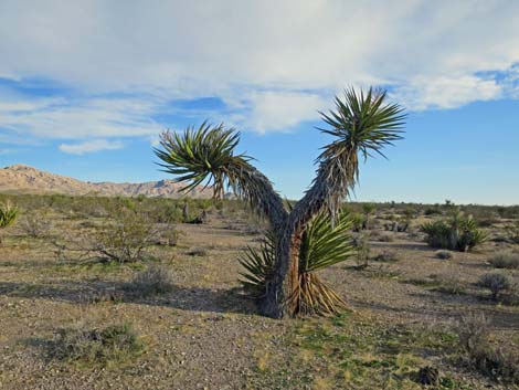 Mojave Yucca (Yucca schidigera)