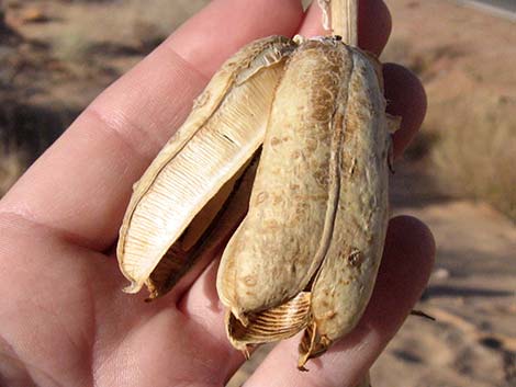 Utah Yucca (Yucca utahensis)