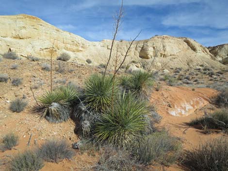 Utah Yucca (Yucca utahensis)