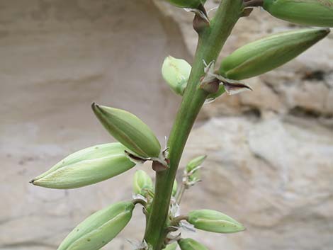 Utah Yucca (Yucca utahensis)