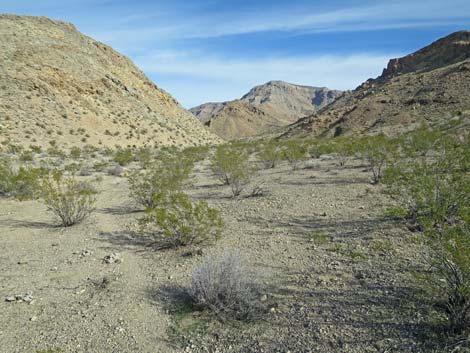 Lime Canyon Wilderness Area