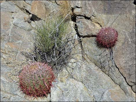 Mt. Wilson Wilderness Area