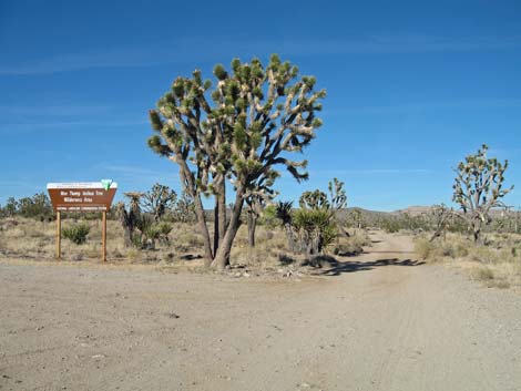 Wee Thump Joshua Tree Wilderness Area