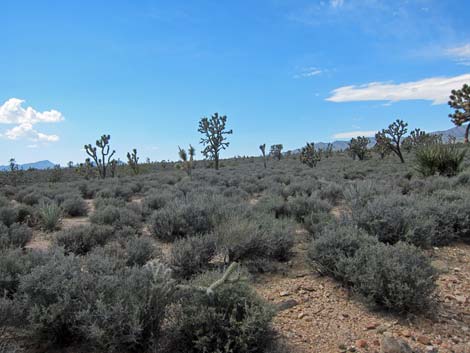 Wee Thump Joshua Tree Wilderness Area