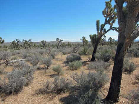 Wee Thump Joshua Tree Wilderness Area