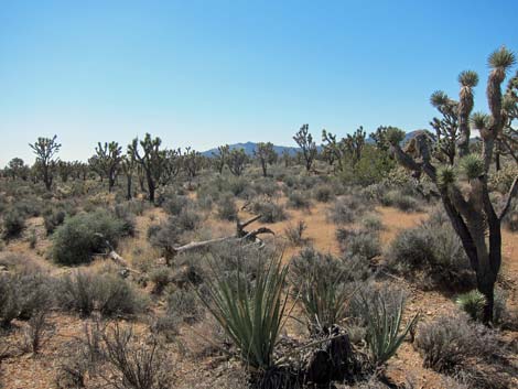 Wee Thump Joshua Tree Wilderness Area