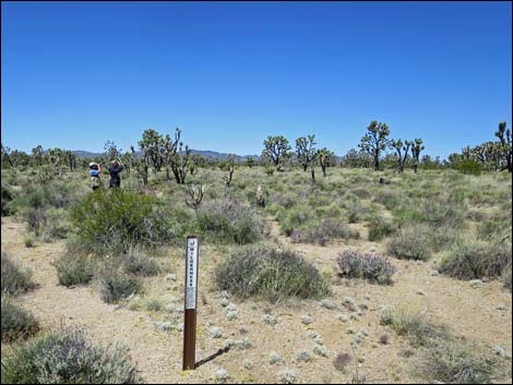 Wee Thump Joshua Tree Wilderness Area