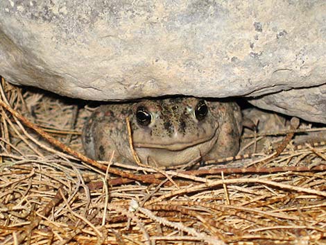 Western Toad (Bufo boreas)