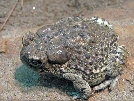 Arizona Toad (Anaxyrus microscaphus)