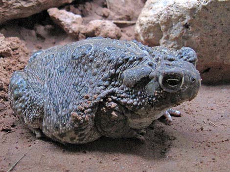 Arizona Toad (Anaxyrus microscaphus)