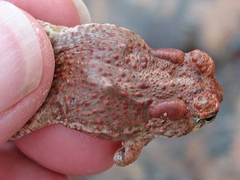 Arizona Toad (Anaxyrus microscaphus)