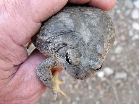 Arizona Toad (Anaxyrus microscaphus)