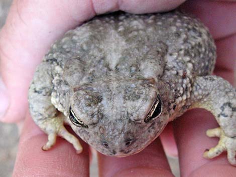 Arizona Toad (Anaxyrus microscaphus)