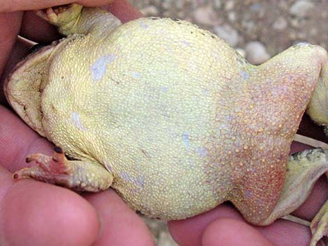 Arizona Toad (Anaxyrus microscaphus)