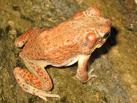 Red-spotted Toad (Anaxyrus punctatus)