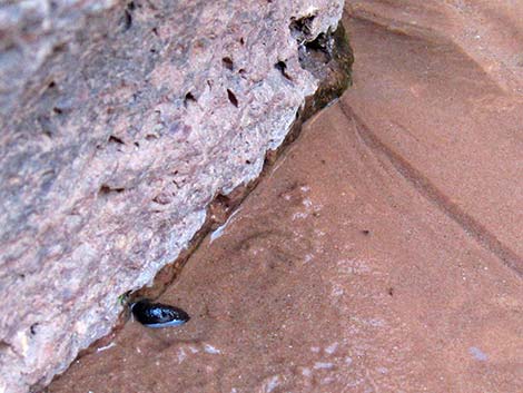 Red-spotted Toad (Anaxyrus punctatus)