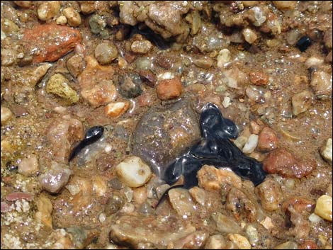 Red-spotted Toad (Anaxyrus punctatus)