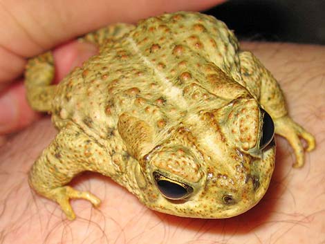 Woodhouse's Toad (Bufo woodhousii)