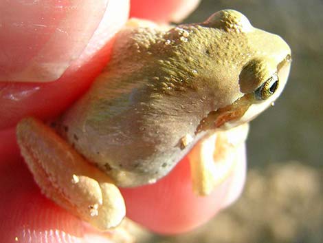 Baja California Treefrog (Pseudacris hypochondriaca)