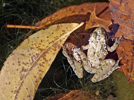 Rio Grande Leopard Frog (Rana berlandieri)