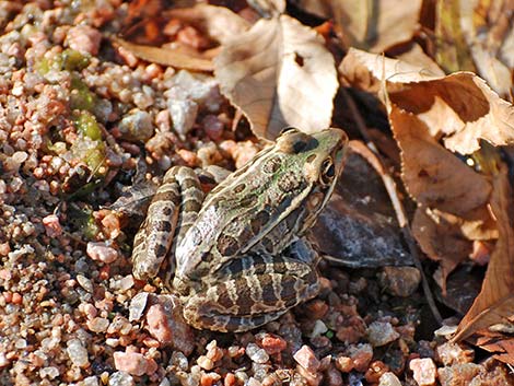 Rio Grande Leopard Frog (Rana berlandieri)