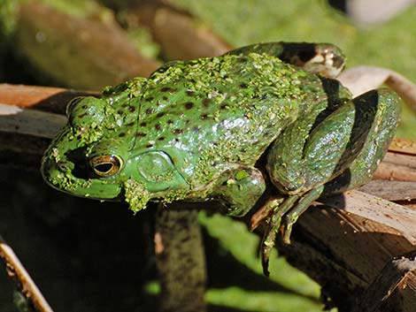 Bullfrog (Lithobates catesbeiana)