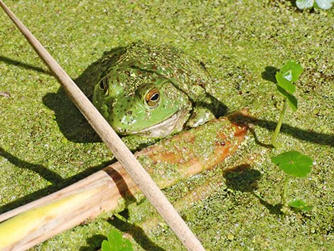 Bullfrog (Lithobates catesbeiana)