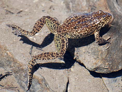 Mountain Yellow-legged Frog (Rana muscosa)