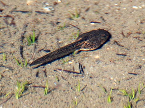 Mountain Yellow-legged Frog (Rana muscosa)